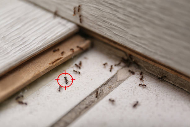 Best Bed Bug Extermination  in Carthage, NC